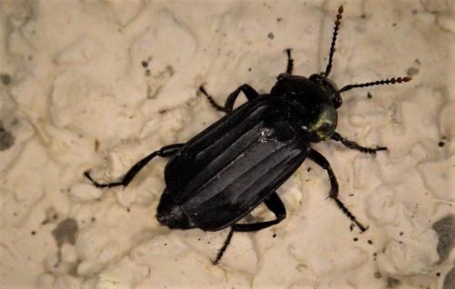 Réf. 275 093 : Necrodes littoralis